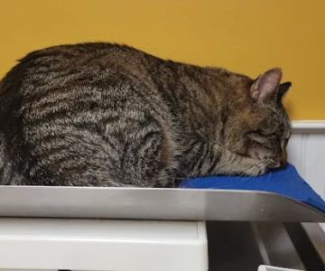 Companion Animal Clinic