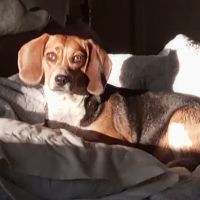 Wayside Veterinary Clinic ico