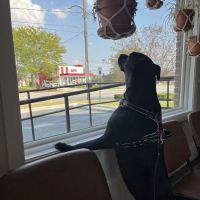 The Bridge Urgent Pet Care ico