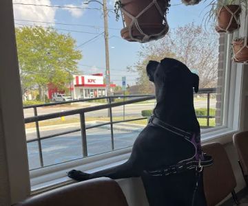 The Bridge Urgent Pet Care