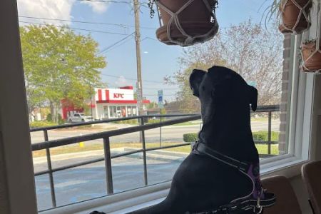 The Bridge Urgent Pet Care