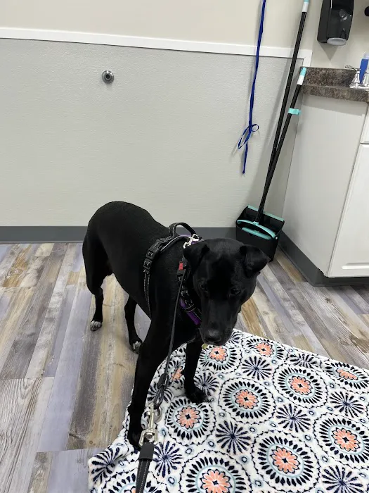 The Bridge Urgent Pet Care 12