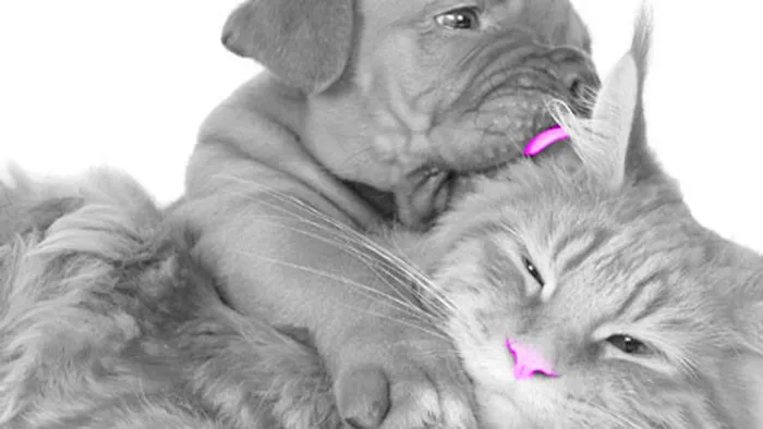 Anthony Wayne Animal Hospital, A Thrive Pet Healthcare Partner 12