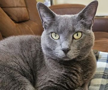Anthony Wayne Animal Hospital, A Thrive Pet Healthcare Partner
