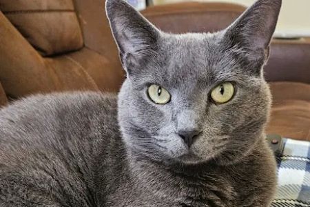 Anthony Wayne Animal Hospital, A Thrive Pet Healthcare Partner
