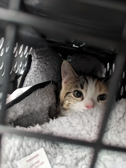 Anthony Wayne Animal Hospital, A Thrive Pet Healthcare Partner 12