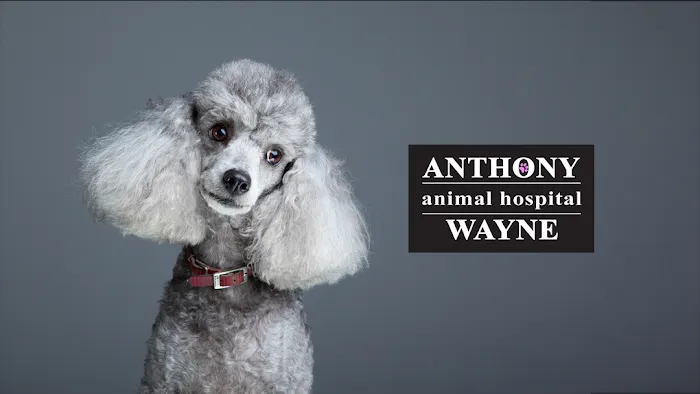 Anthony Wayne Animal Hospital, A Thrive Pet Healthcare Partner 12