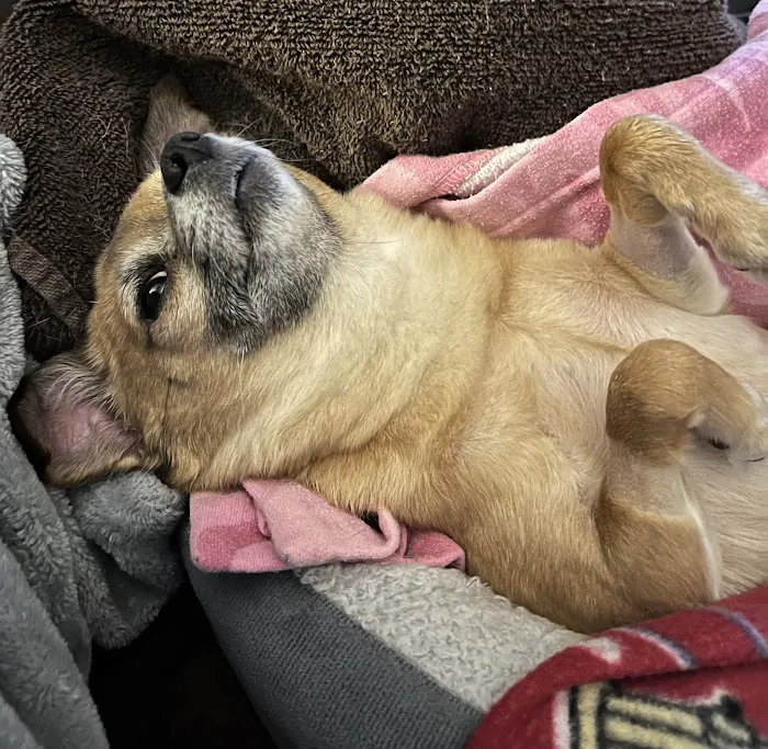 Veterinary Emergency Center 12