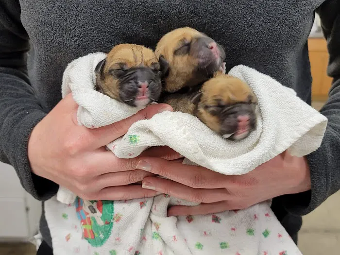 Veterinary Emergency Center 12