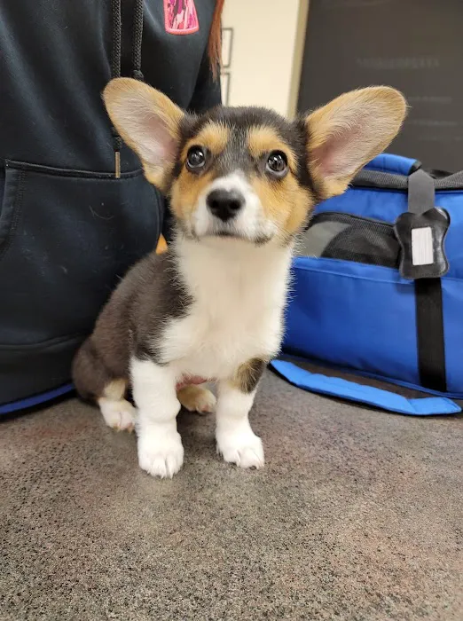 Veterinary Emergency Center 12