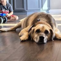 Veterinary Emergency Center ico