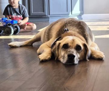 Veterinary Emergency Center
