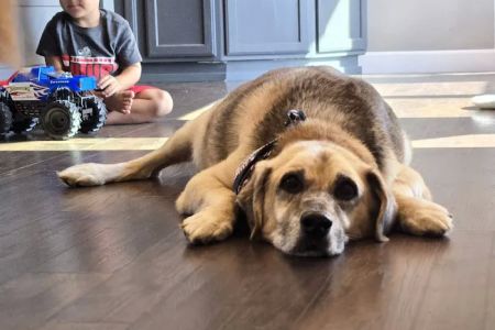 Veterinary Emergency Center