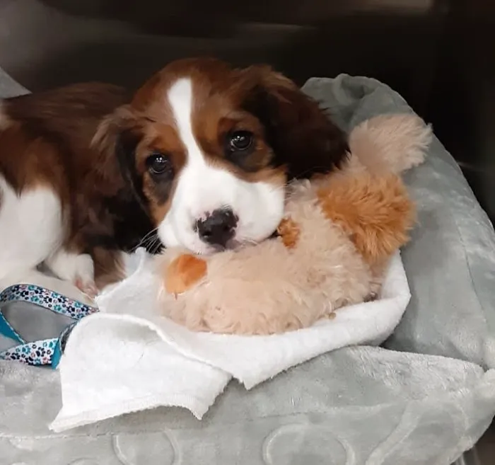 Veterinary Emergency Center 12