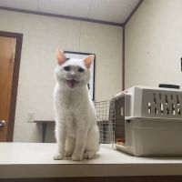 Brannan Veterinary Clinic ico