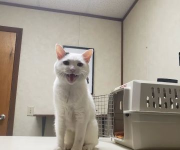 Brannan Veterinary Clinic