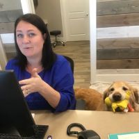 TimberstoneVet ico
