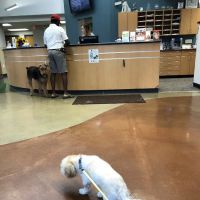 Sylvania Veterinary Hospital: Hissam Kate DVM ico
