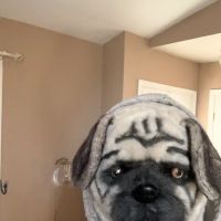 VCA SylvaniaVET Animal Hospital ico