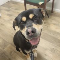 Northwest Veterinary Clinic ico