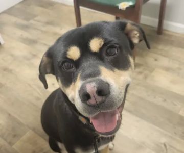 Northwest Veterinary Clinic