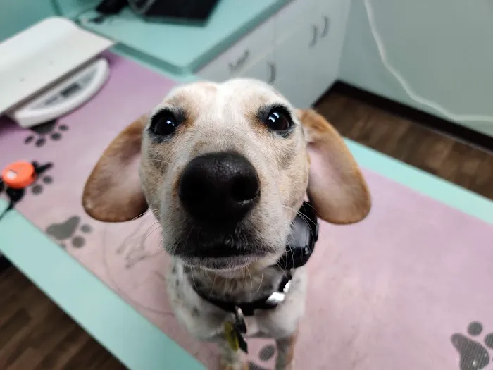 Blackman Animal Clinic 4