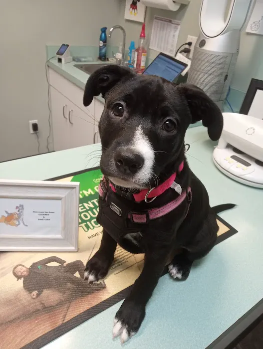 Blackman Animal Clinic 1