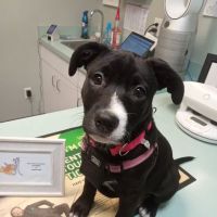 Blackman Animal Clinic ico