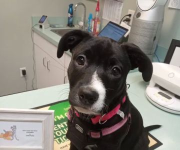 Blackman Animal Clinic
