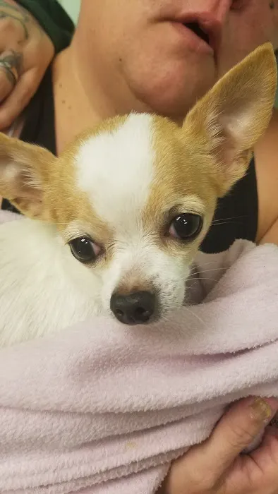VCA Jackson Animal Hospital 5