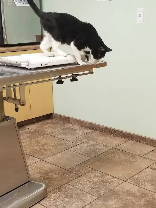 VCA Jackson Animal Hospital 8