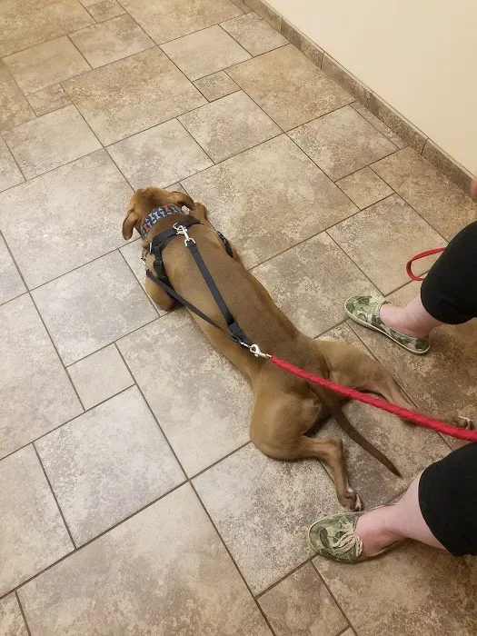 VCA Jackson Animal Hospital 9