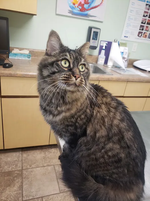 VCA Jackson Animal Hospital 2