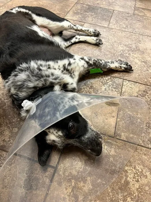 VCA Jackson Animal Hospital 4