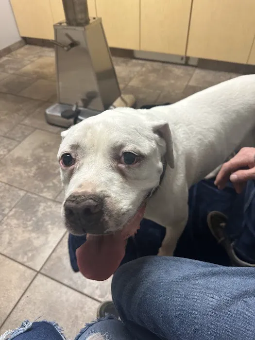 VCA Jackson Animal Hospital 1