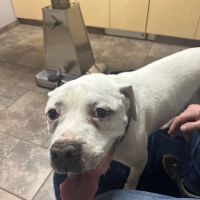 VCA Jackson Animal Hospital ico