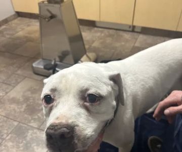 VCA Jackson Animal Hospital