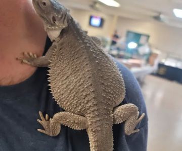 INDIANA REPTILE BREEDERS EXPO *once a month*