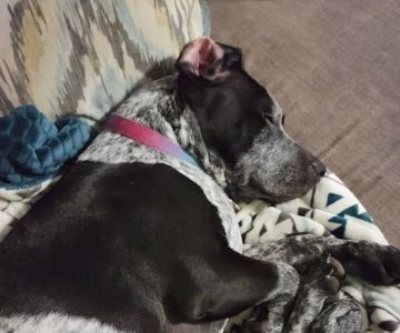 Petco