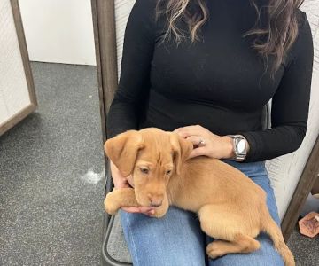 Puppygram Louisville