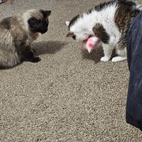 Clinton Trail Animal Hospital ico