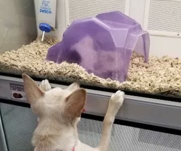 Petco