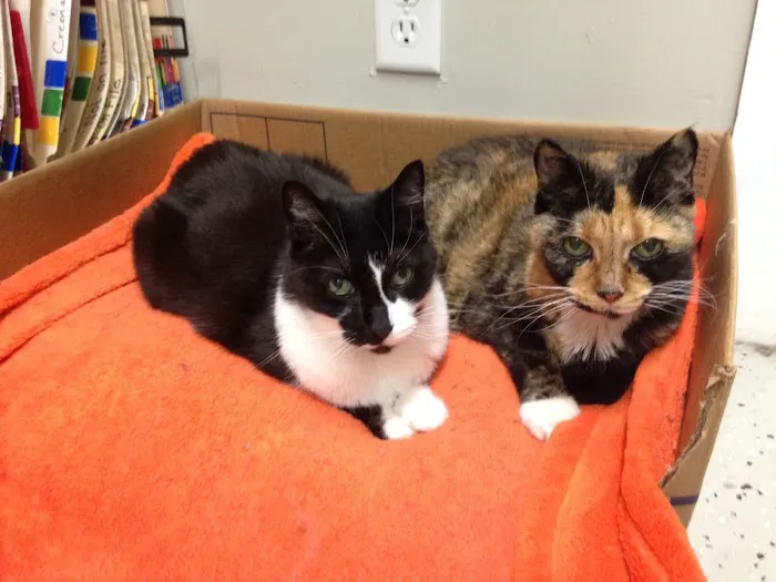 Lakeside Animal Hospital 4
