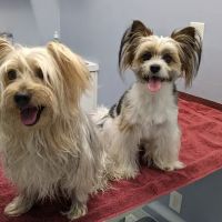 Lakeside Animal Hospital ico