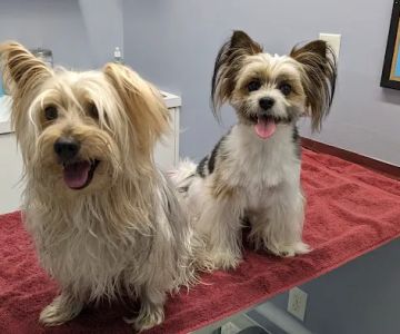 Lakeside Animal Hospital
