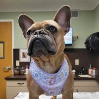 Union Lake Veterinary Hospital ico