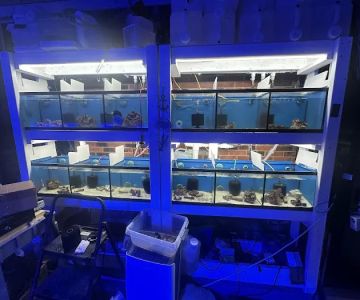 Derby City Aquatics