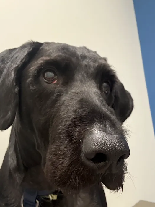 4 Paws Urgent Care 8