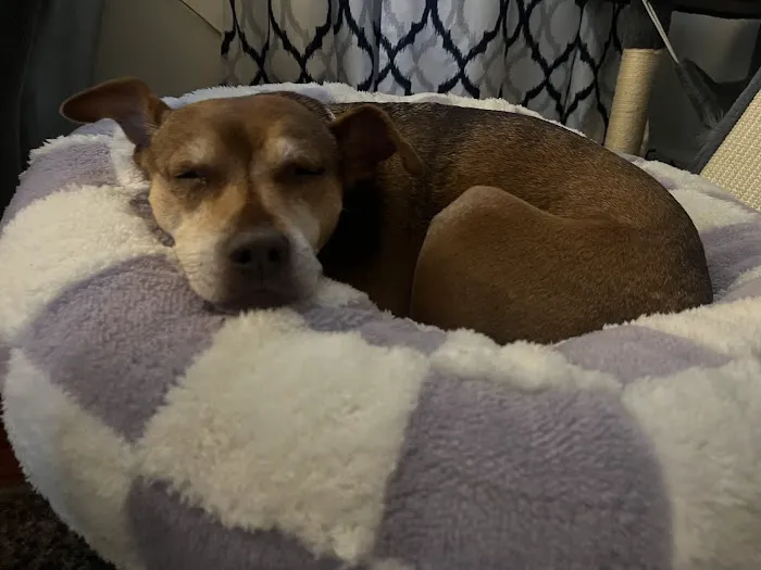 4 Paws Urgent Care 5