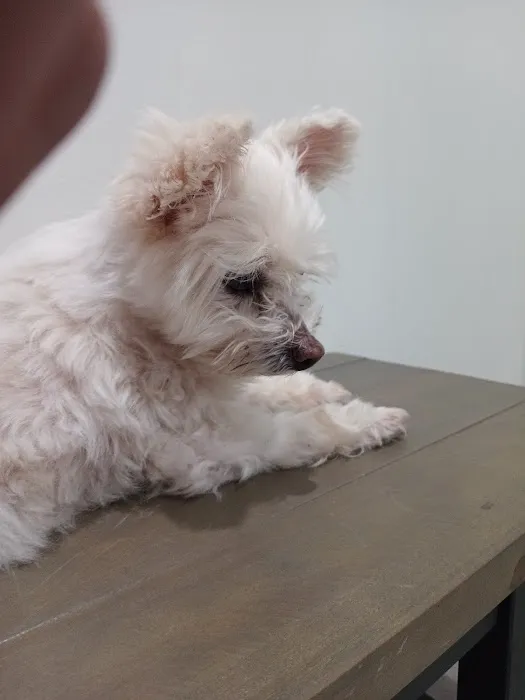 4 Paws Urgent Care 9